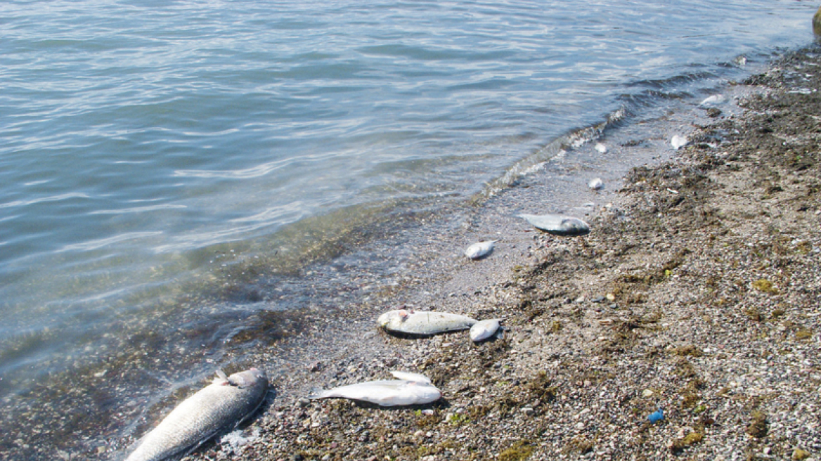 Νεκρά ψάρια σε υγρότοπο στα Τρίκαλα 